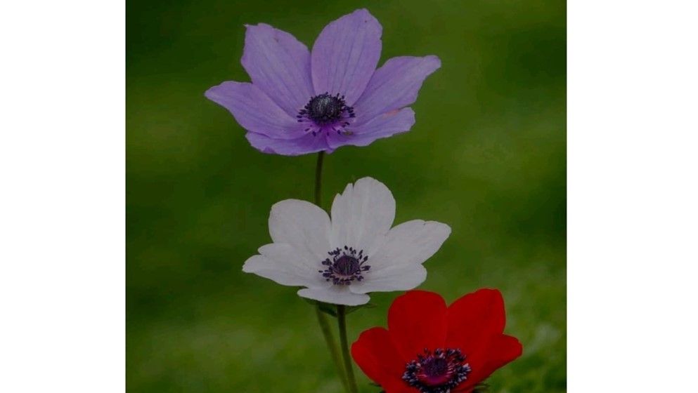 Floral Color Polymorphism Enhances Pollinator Attraction in Jo...