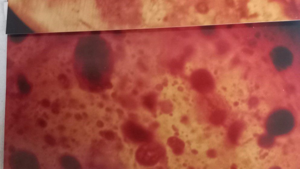 Pollen Grains Preserved in Jordanian Amber: Evidence of Ancient Floral Diversity