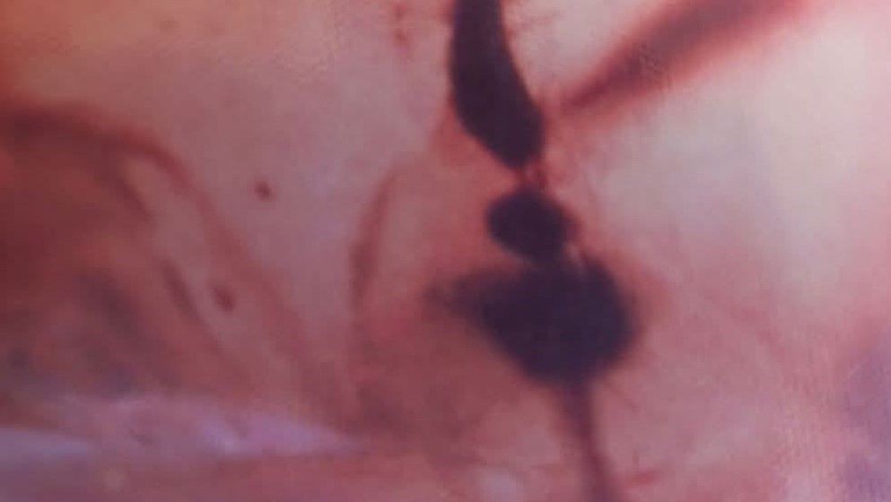 A Flower Preserved in Jordanian Amber – 140 Million Years Old