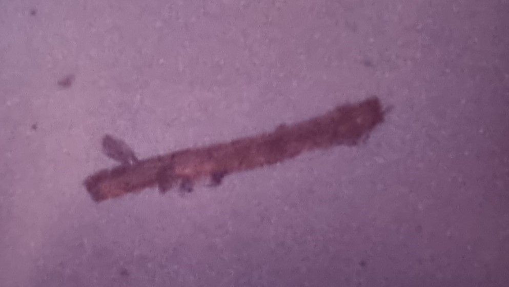 Plant Twig Preserved in Gypsum – Al-Mujib Area - Jordan News | Latest News ...