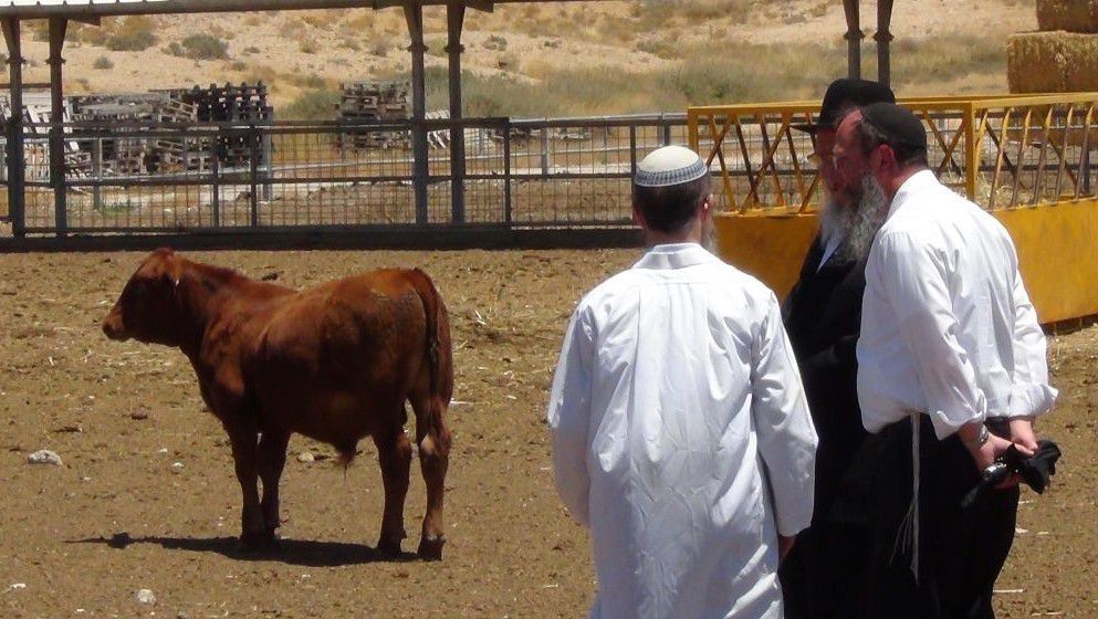 Red Cows And The Apocalypse: Motivations Behind The War In Gaza