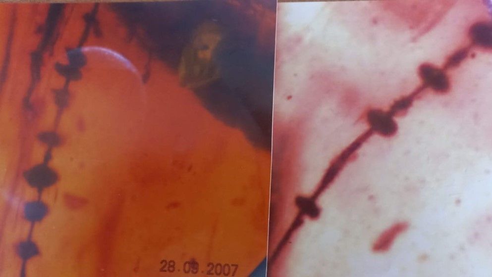 Twig or Twigs Preserved in Jordanian Amber