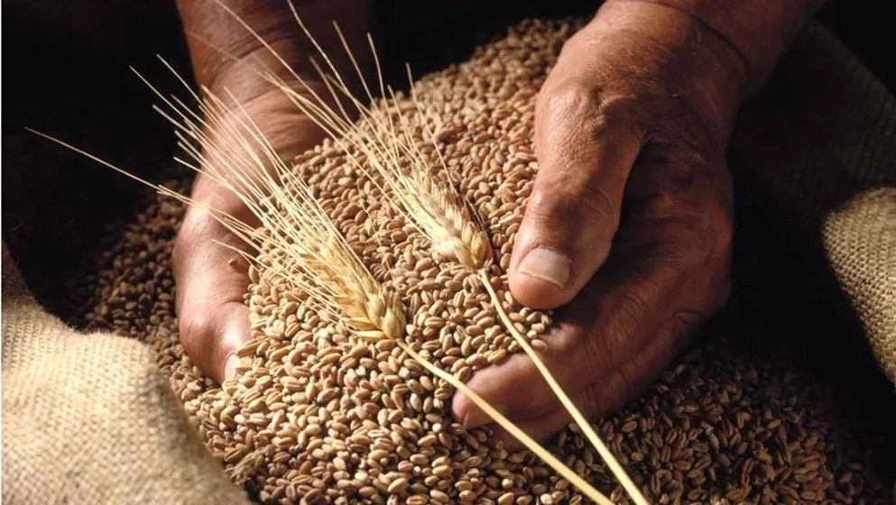 Industry and Trade Minister: Current Wheat Reserves Sufficient for Over 5 Months