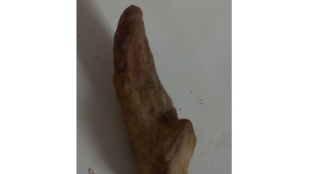 Carnivorous Dinosaur Tooth Discovered in the Jordanian Amber