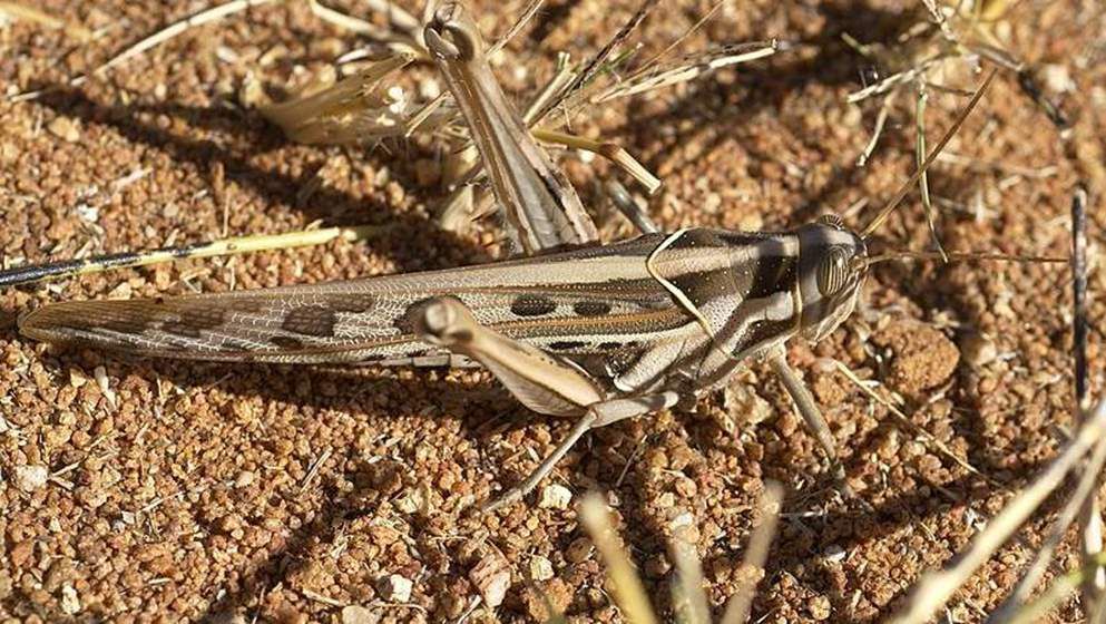 Control squads fighting locust in southern desert...