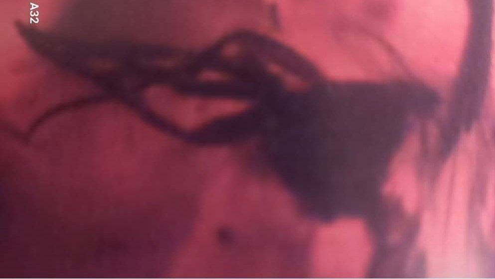 Discovery of an Extinct Insect in Jordanian Amber