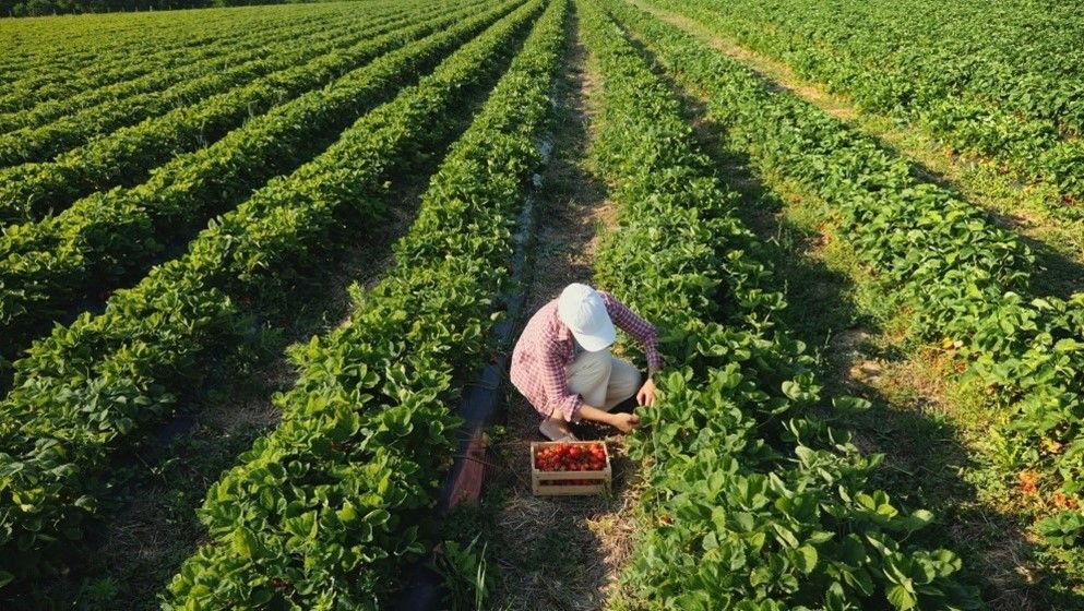 Agriculture Minister: Jordan Adopts Balanced Model Between Local Production and Imports to Bolster Economic Security