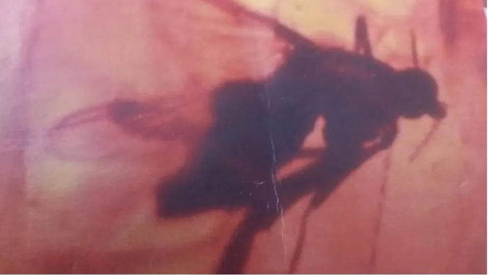 An Insect Trapped in a Spider Thread in Jordanian Amber – Evidence of a 140-Million-Year-Old Ecological Interaction