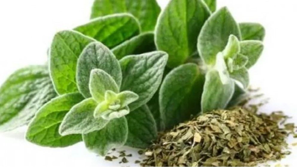 Does Oregano Help Lower Blood Pressure?