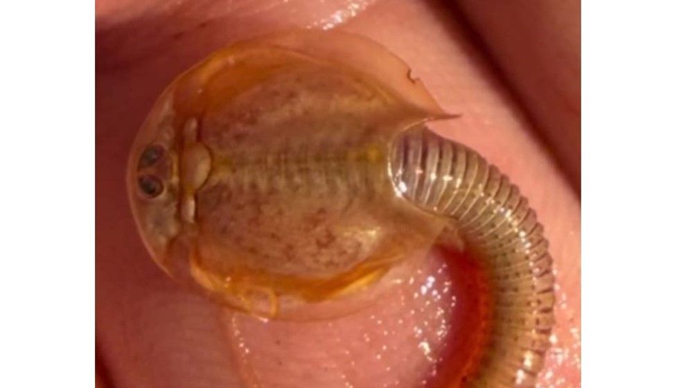 Triops in the Jordanian Desert: A Living Organism That Returns to Life After Rain