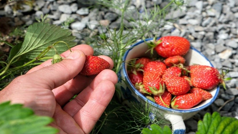 Agricultural Producer Prices Rise by 3.2% in February