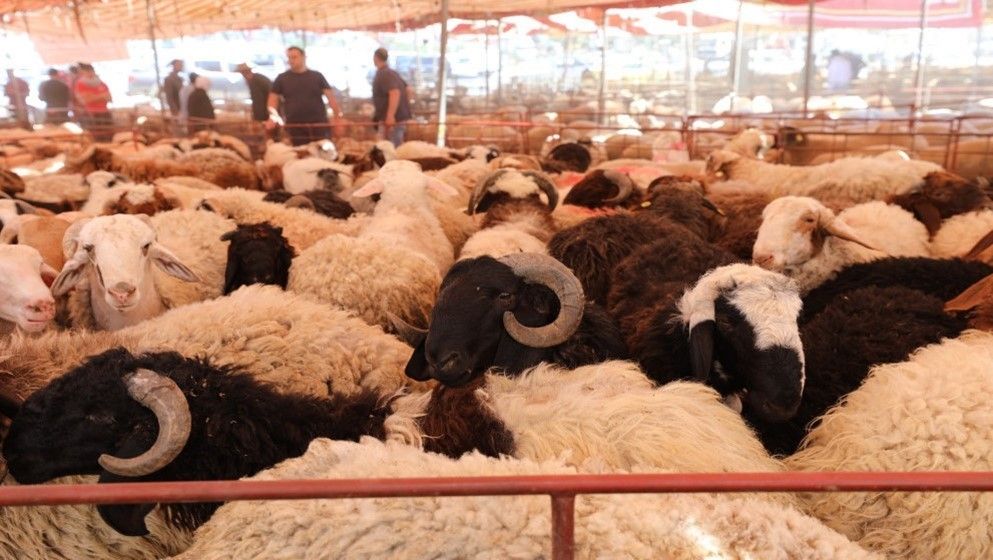Greater Amman Municipality to Begin Electronic Applications for Sacrifice Sale and Slaughter Permits on Thursday