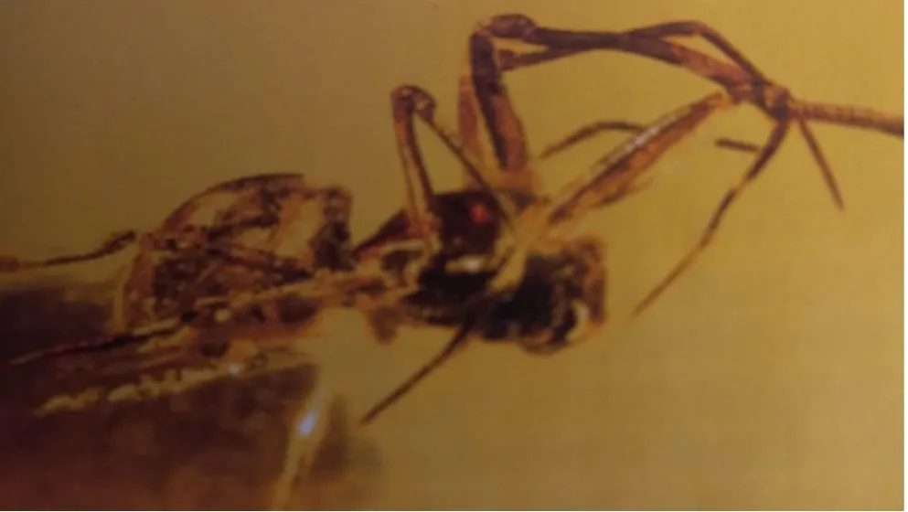 Comparative Study Between a Spider Preserved in Jordanian Amber (140 Million Years Old) and a Spider from Baltic Amber (40 Million Years Old)