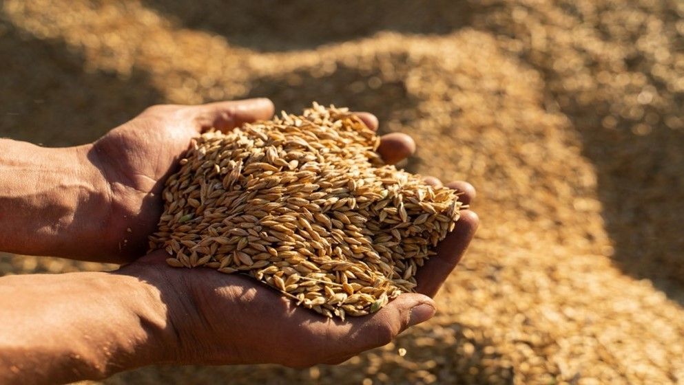 Government Issues Tender to Purchase 120,000 Tons of Feed Barley