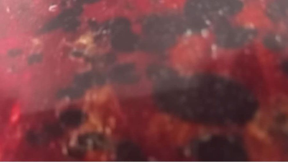 Frog Eggs Preserved in Jordanian Amber – A Rare Discovery from 140 Million Years Ago