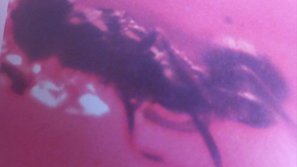 An Extinct Wasp Preserved in Jordanian Amber