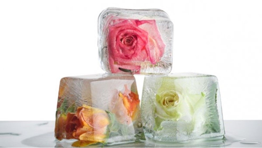 Rosenwasser-Eiswürfel erfrischen müde Haut in Minuten... So geht's - | ...
