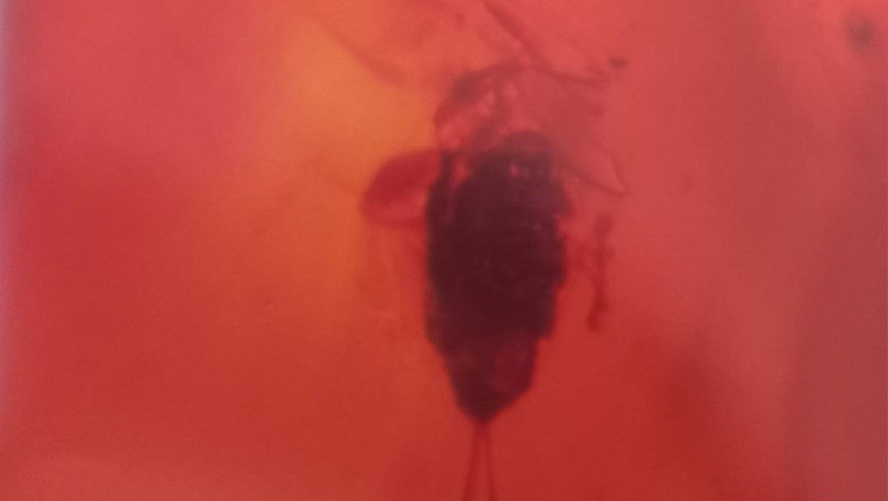 A Rare Insect with Two Posterior Spines Preserved in Jordanian Amber