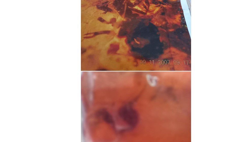 A 140-Million-Year-Old Scorpion was discovered in Jordanian Amber - Jordan News&nbsp;|&nbsp;Latest News from Jordan, MENA