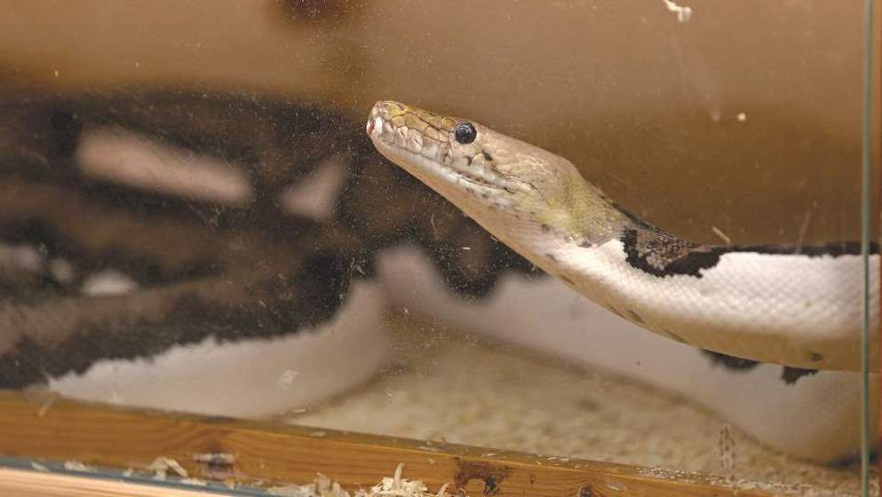 Saudi masters ‘live art’ of python crossbreeding in palace hom...