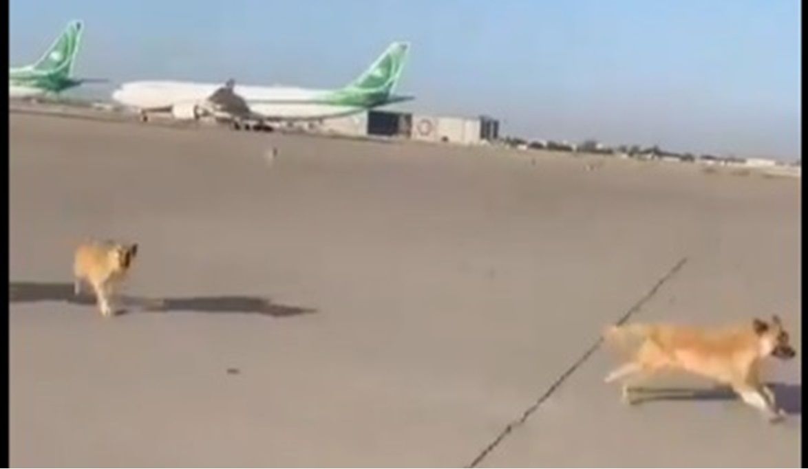 عشرات الكلاب الضالة تغزو مطار دولي بعاصمة عربية وتلاحق الطائرات
