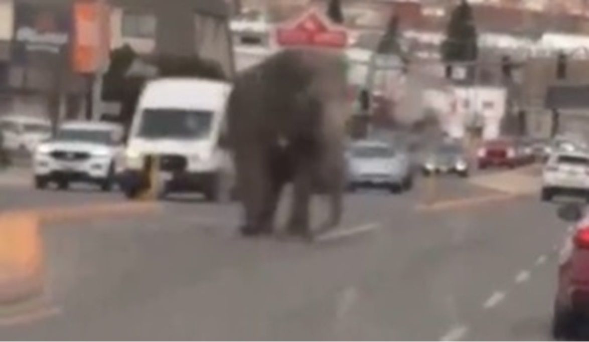 لن تصدق ما حدث.. فيل عملاق يتجول في شوارع ولاية أمريكية
