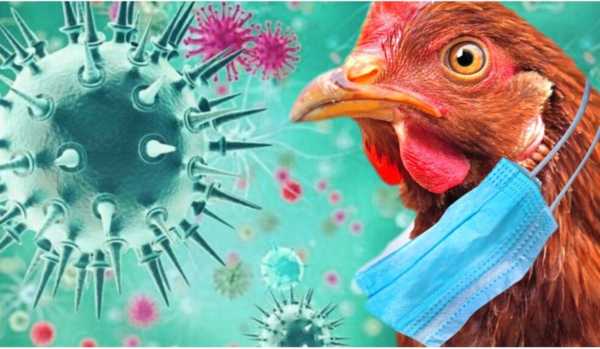 "الصحة العالمية" تحذر من تطور جديد لـ"أنفلونزا الطيور" وتدعو لهذا الأمر
