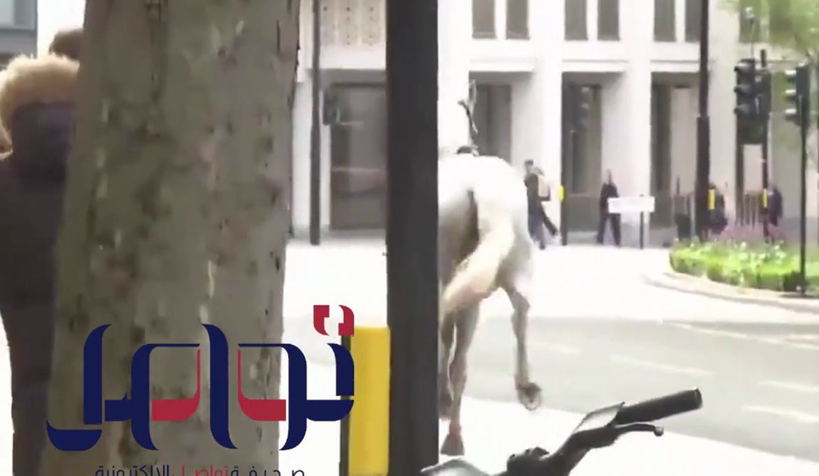 خيول جامحة تثير الرعب في شوارع لندن.. ماذا حدث؟ (فيديو)
